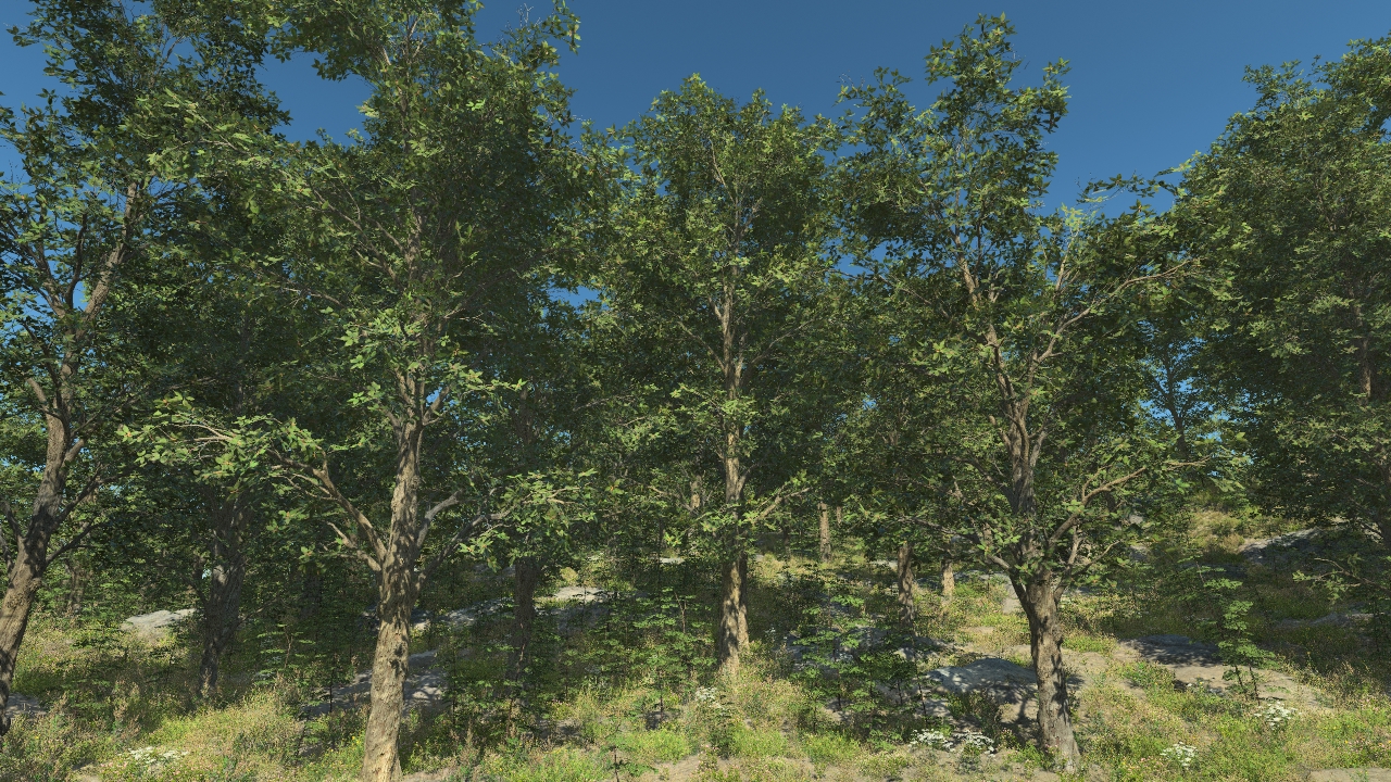 Holm Oaks_1