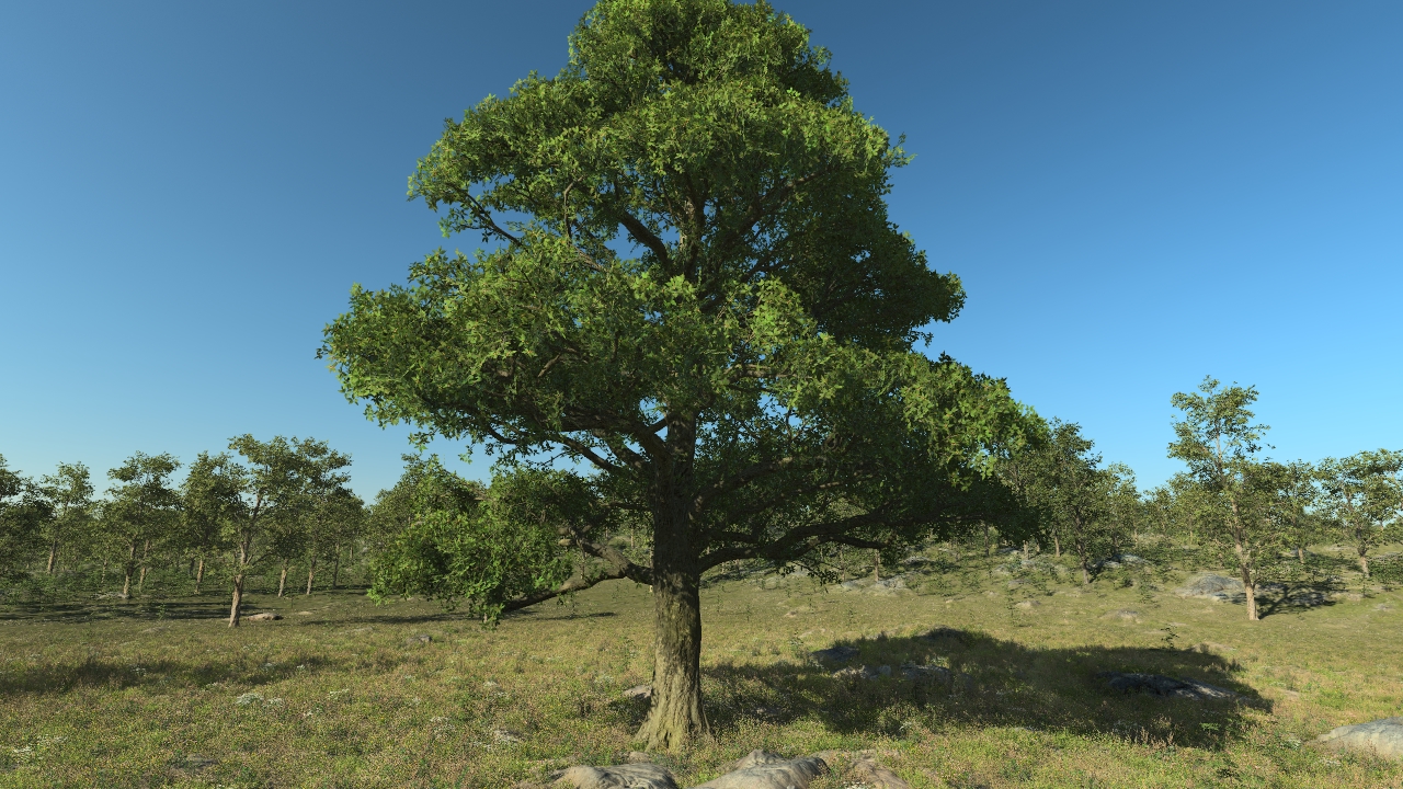 Holm Oaks_4