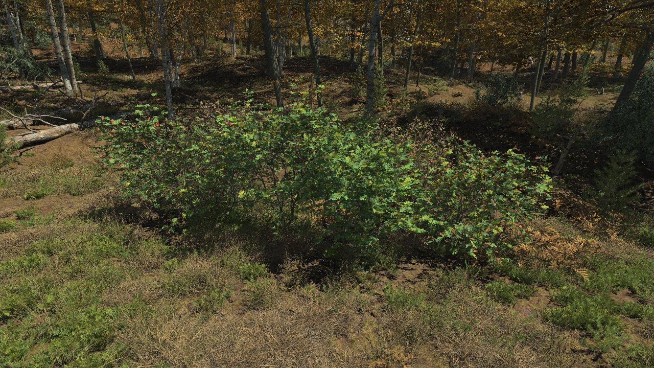 Rosehip_3