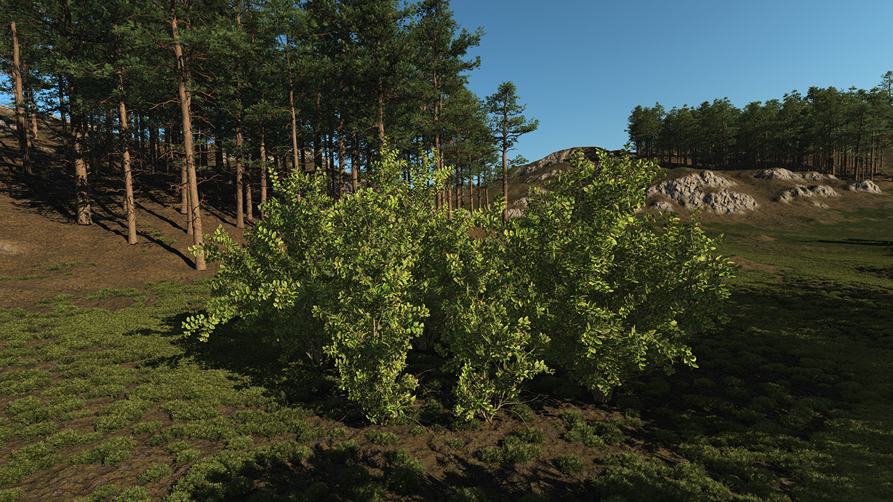 Elaeagnus_0