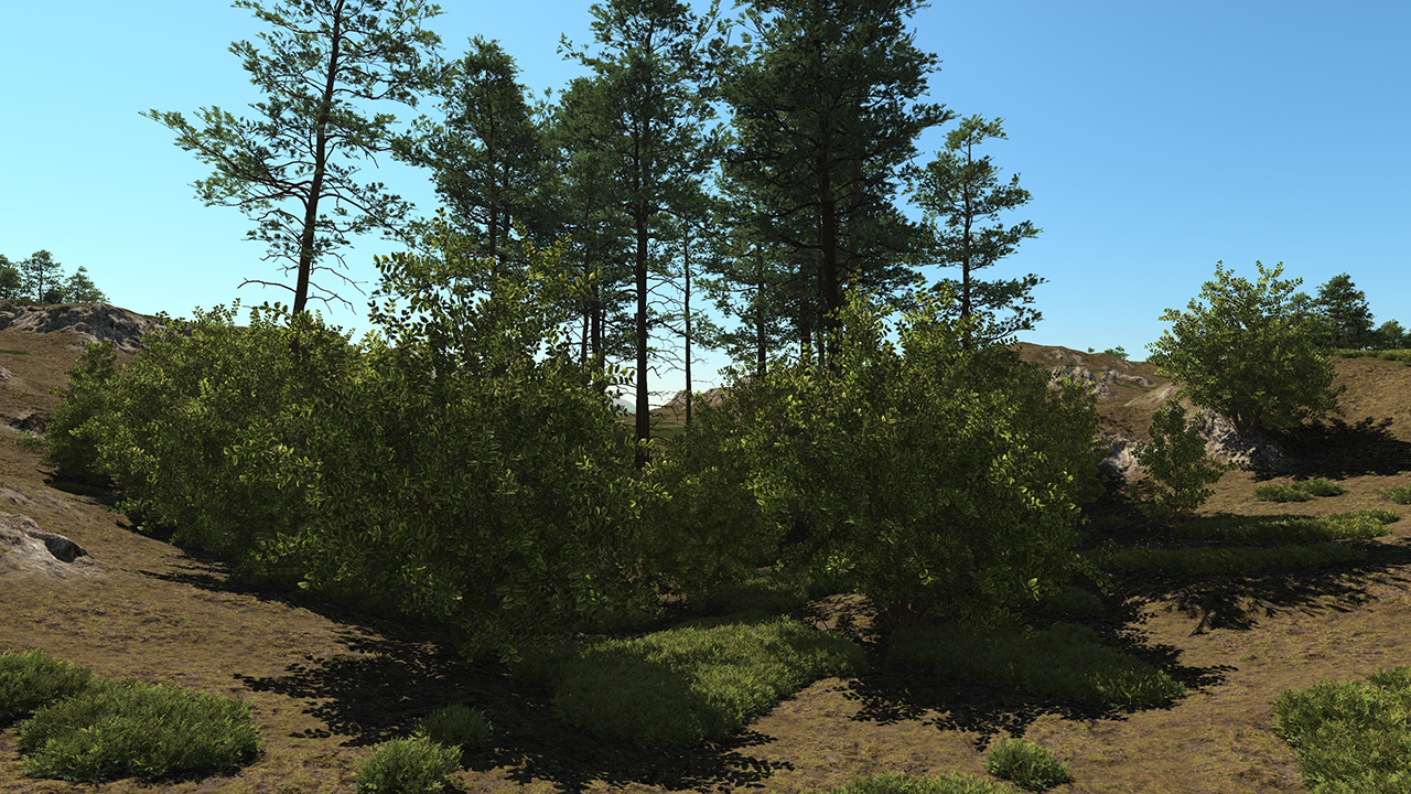 Elaeagnus_1