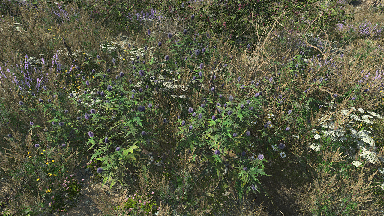 Blue Thistle_0