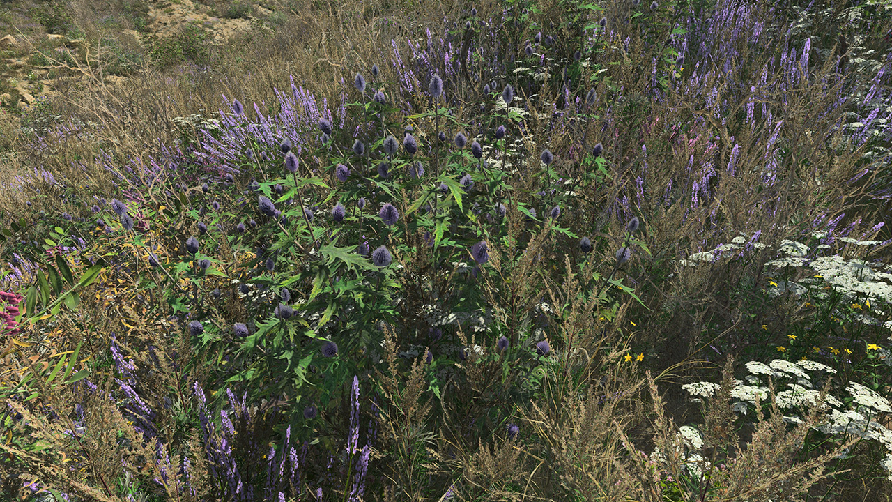 Blue Thistle_2