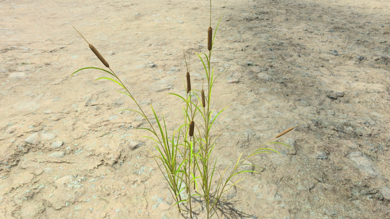 Cattails in summer_2