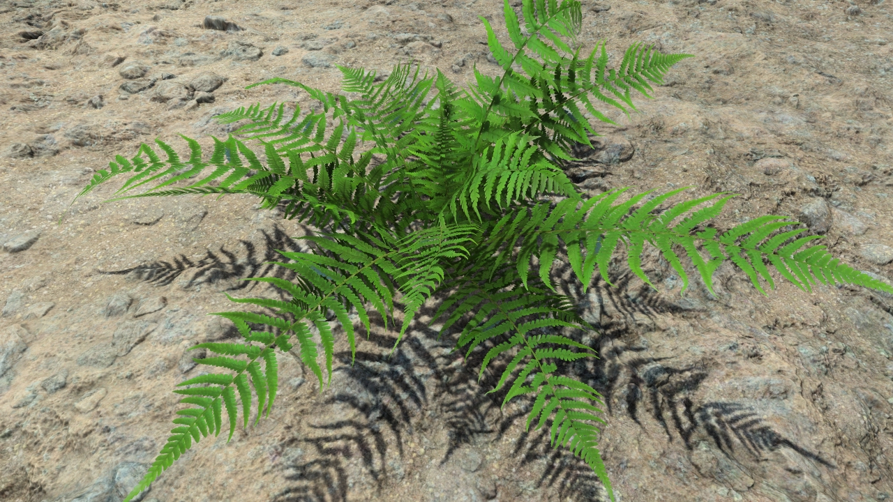 Summer ferns_0