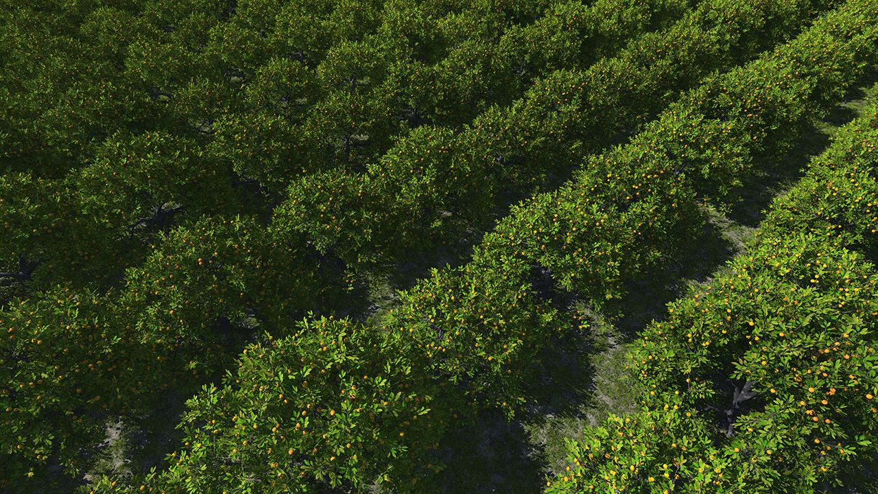 Orange Trees_0