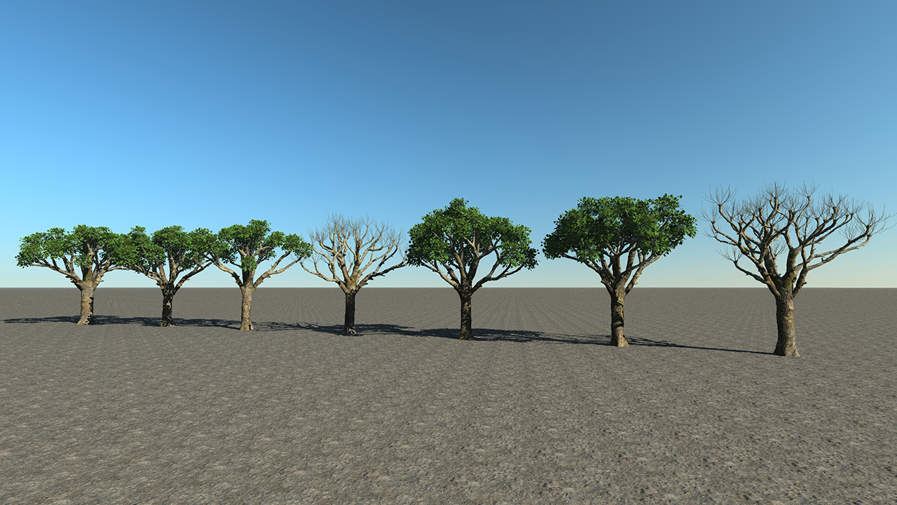 Platanus Pruned Trees_9