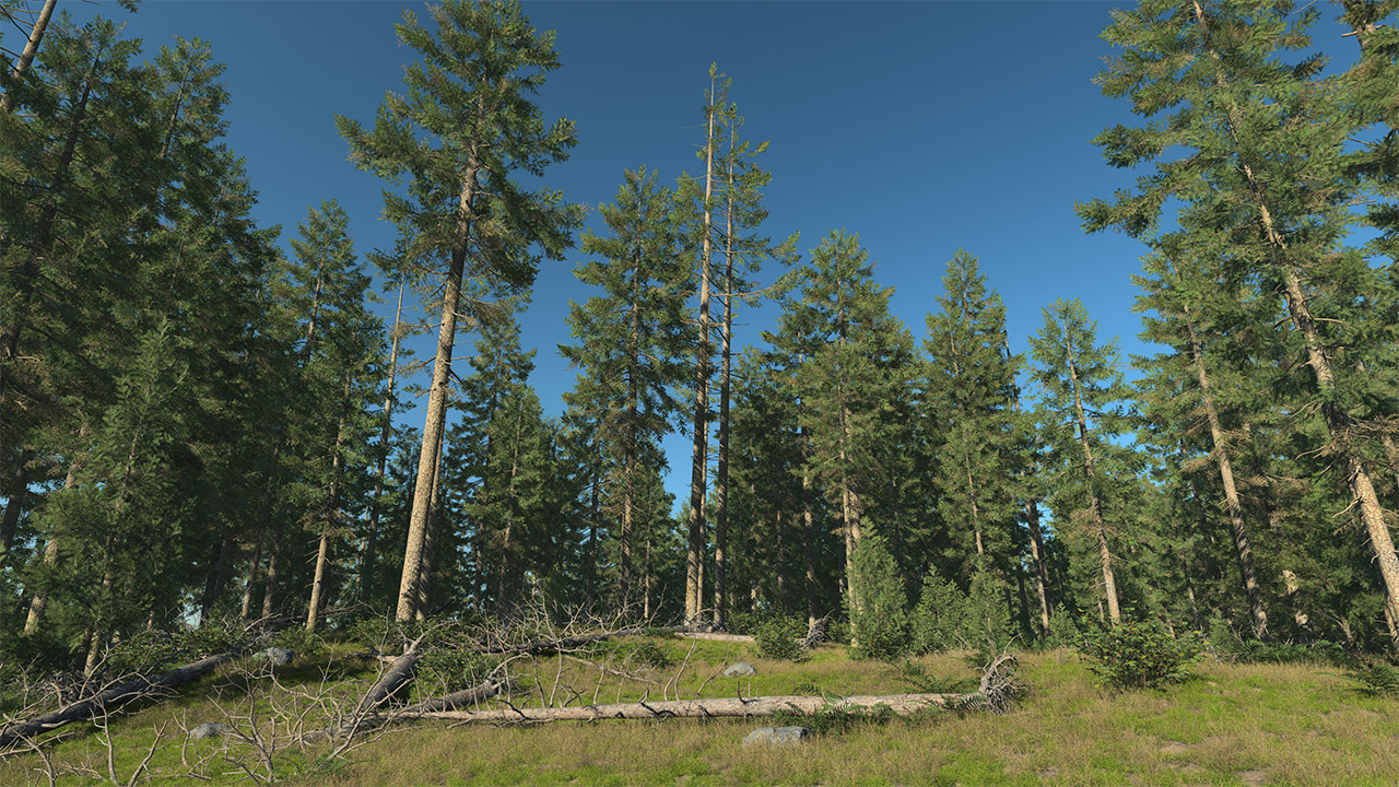 Douglas Fir Trees_6