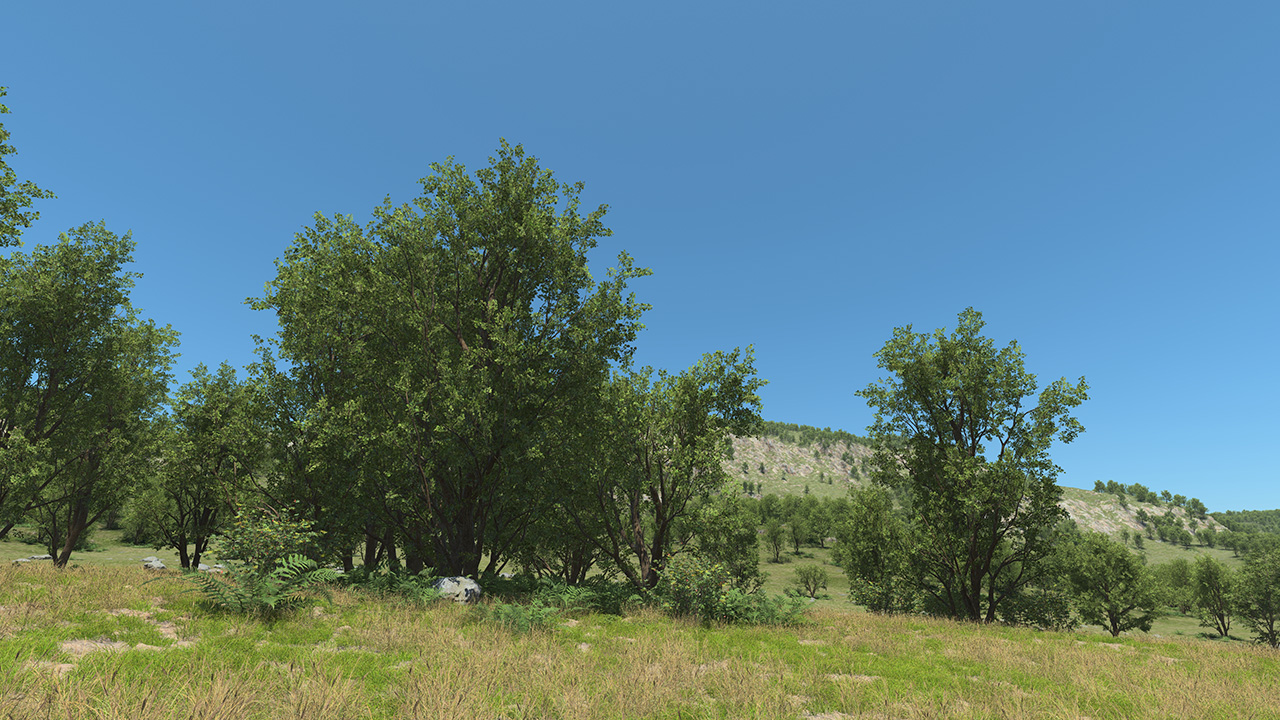Black Alder Trees_1