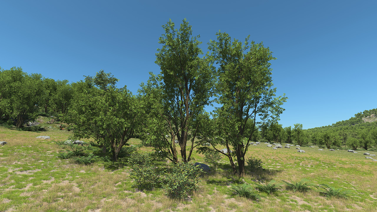 Black Alder Trees_2