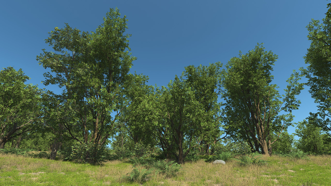 Black Alder Trees_3