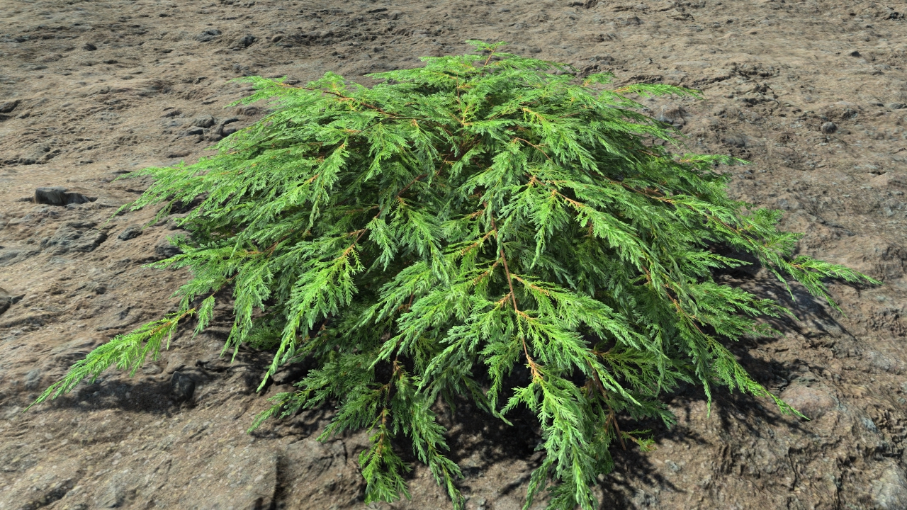 Ornamental junipers_1