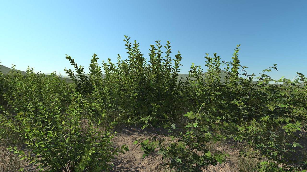 Crab Apple Roadside Bushes_2
