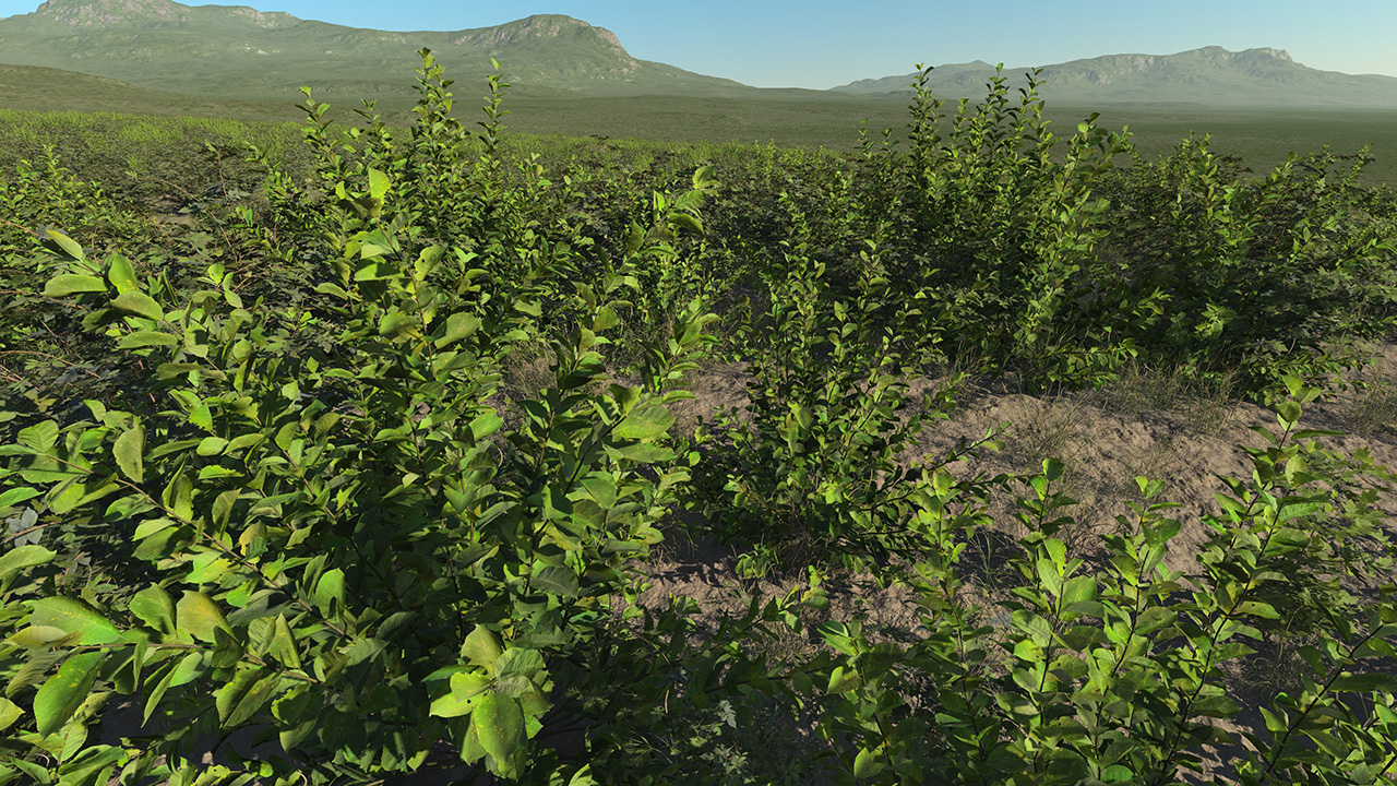 Crab Apple Roadside Bushes_3
