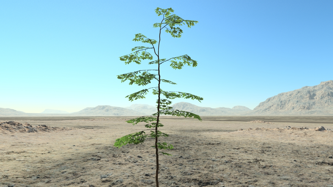 Summer oak saplings_0