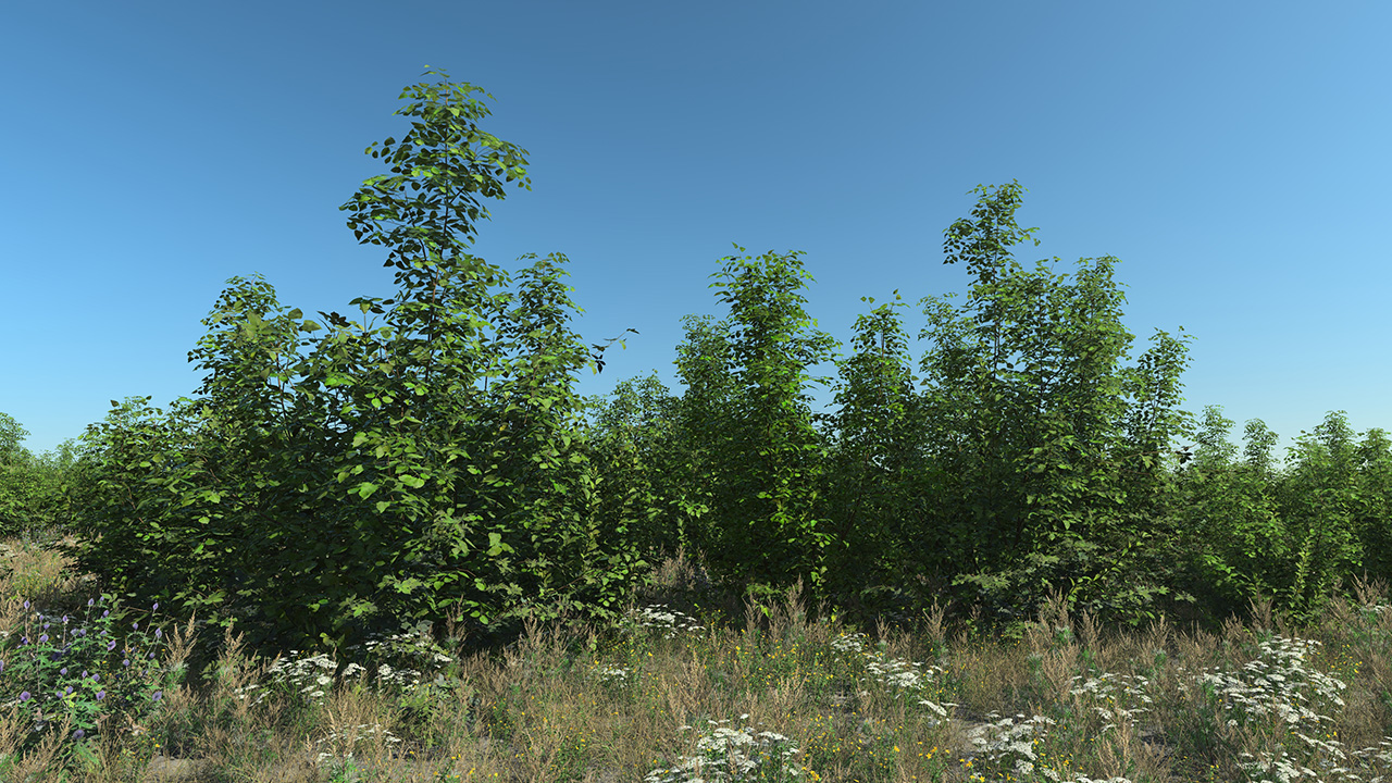 Roadside Bushes_1