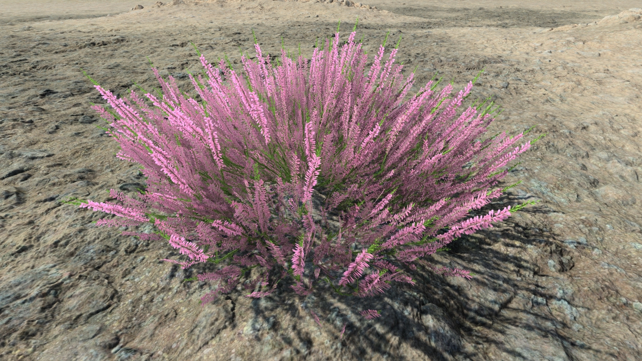 Wild callunas_0