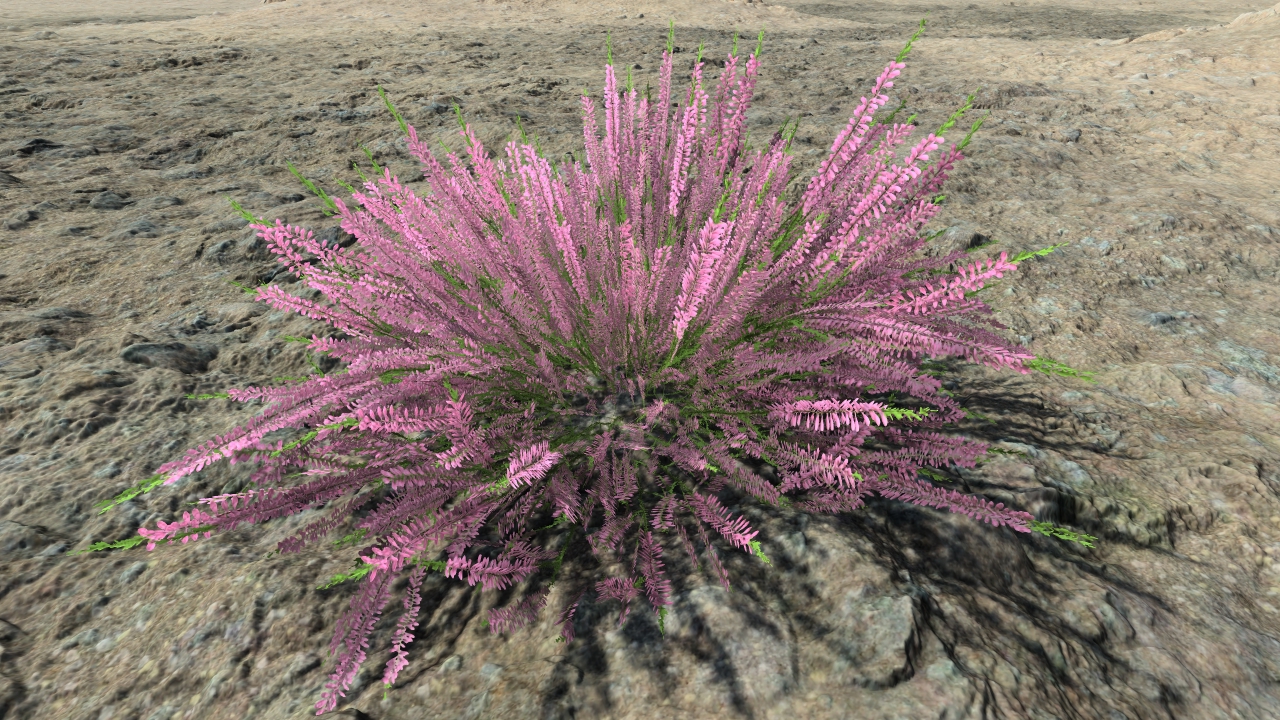 Wild callunas_1
