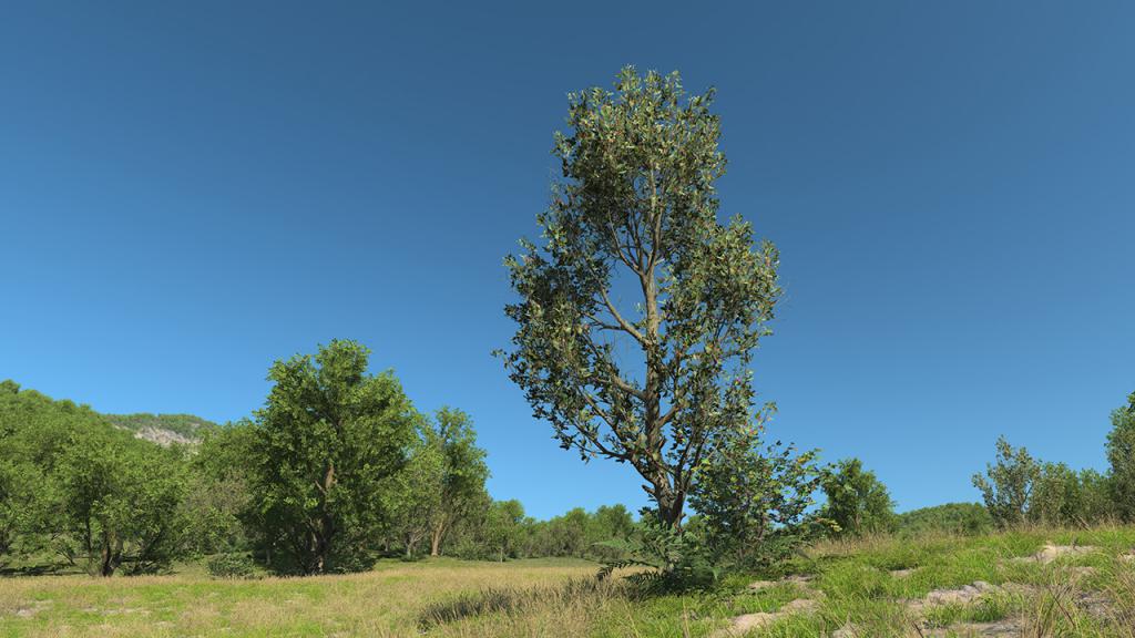 European wild apple