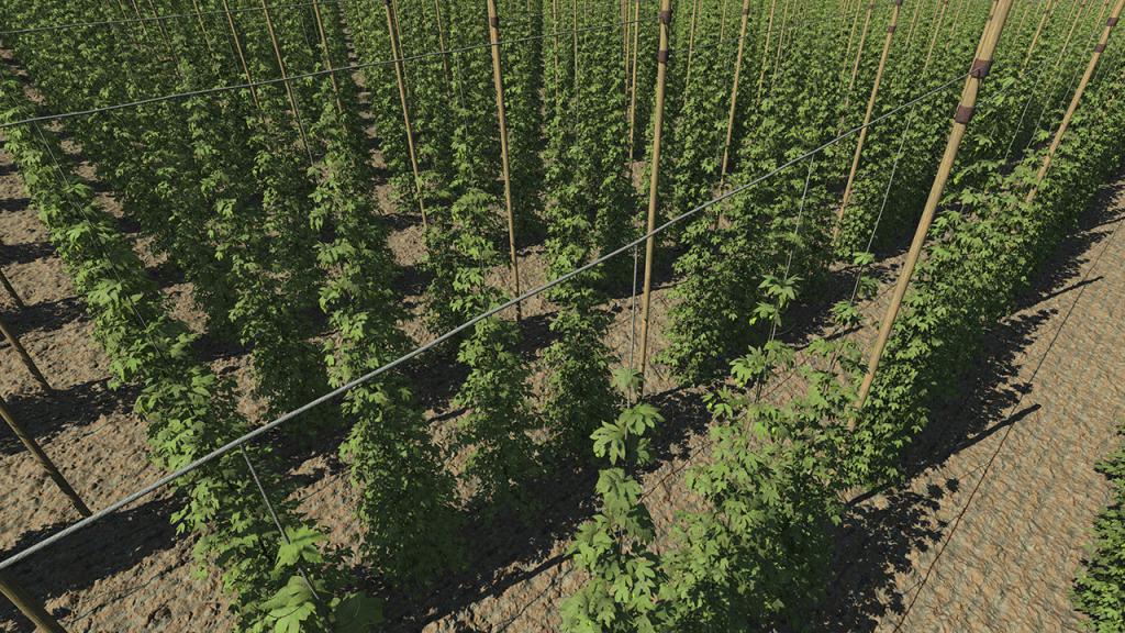 Hops Plants