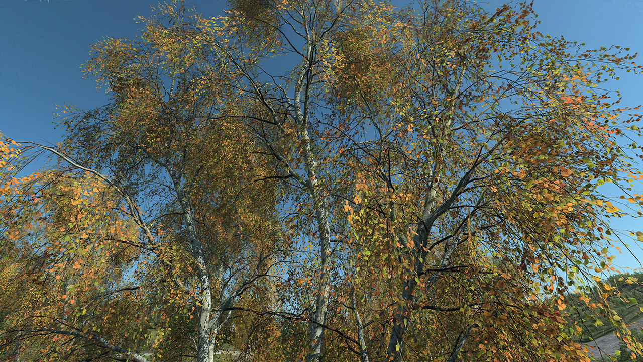 Birch trees in autumn_0
