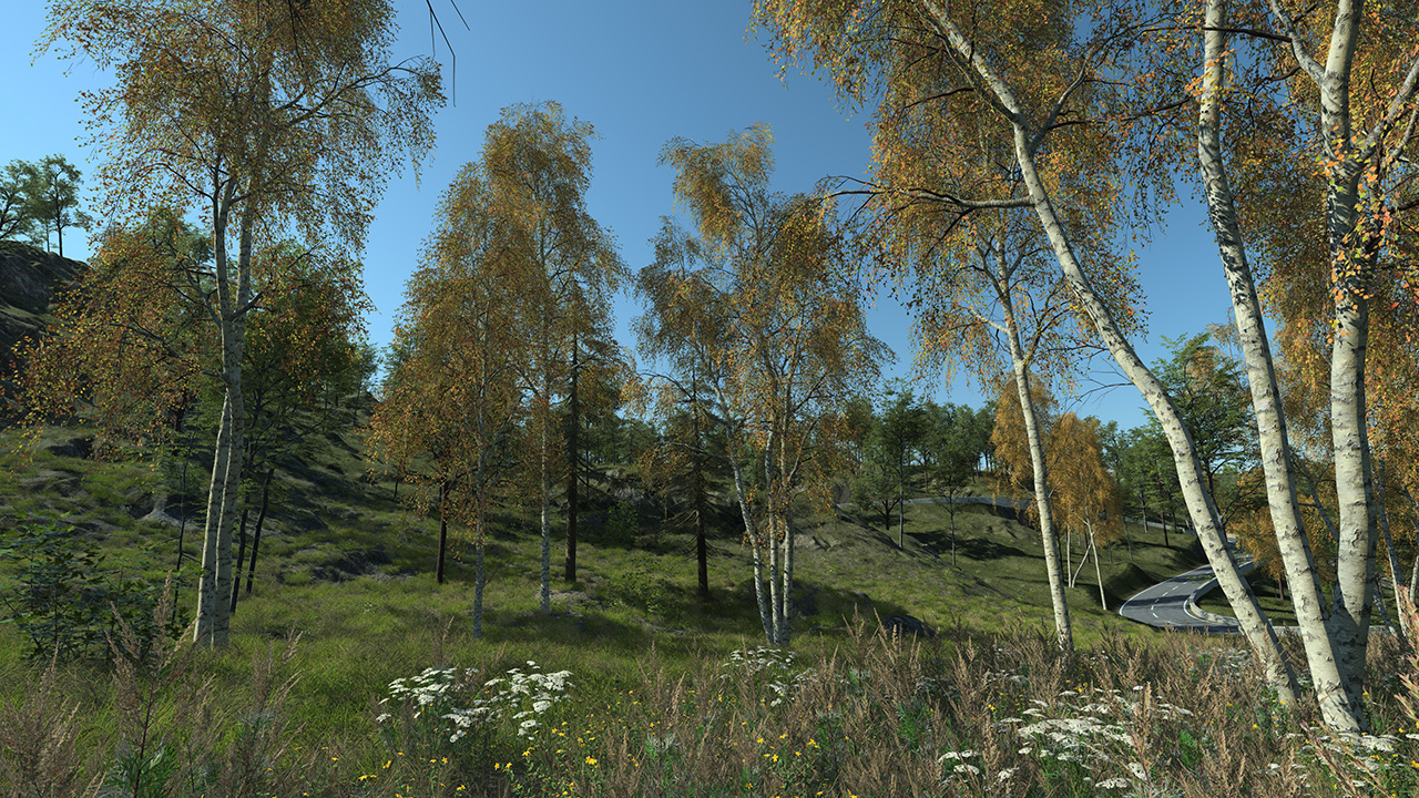 Birch trees in autumn_3
