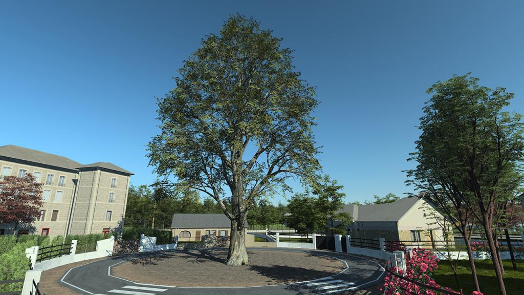 Black Poplar Trees