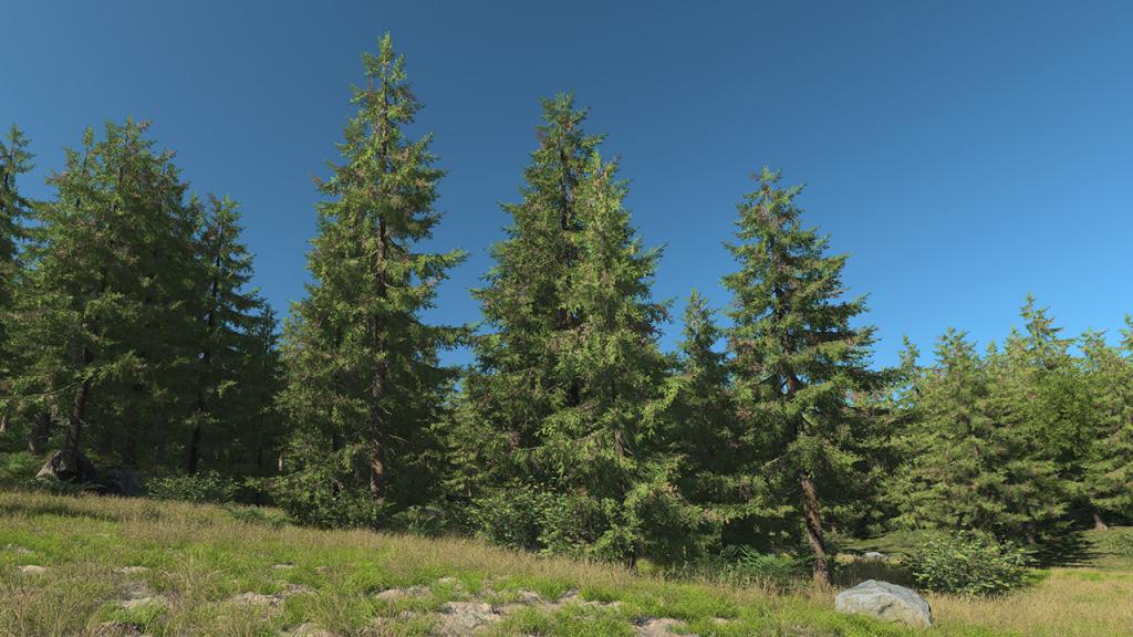 Spruce Trees