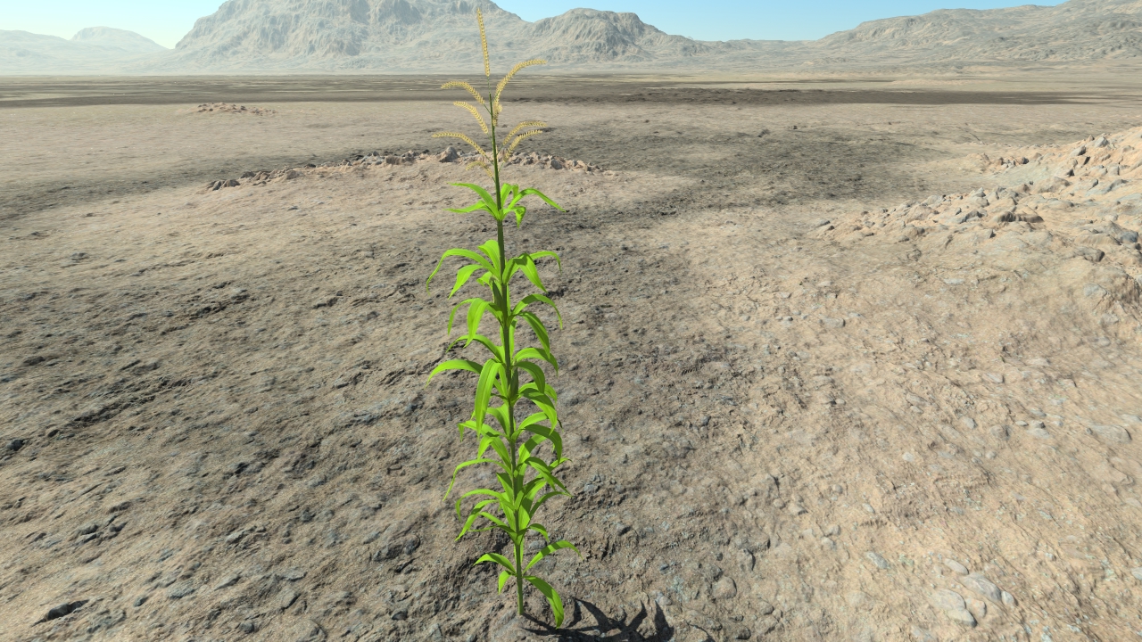 Young maize plants_0