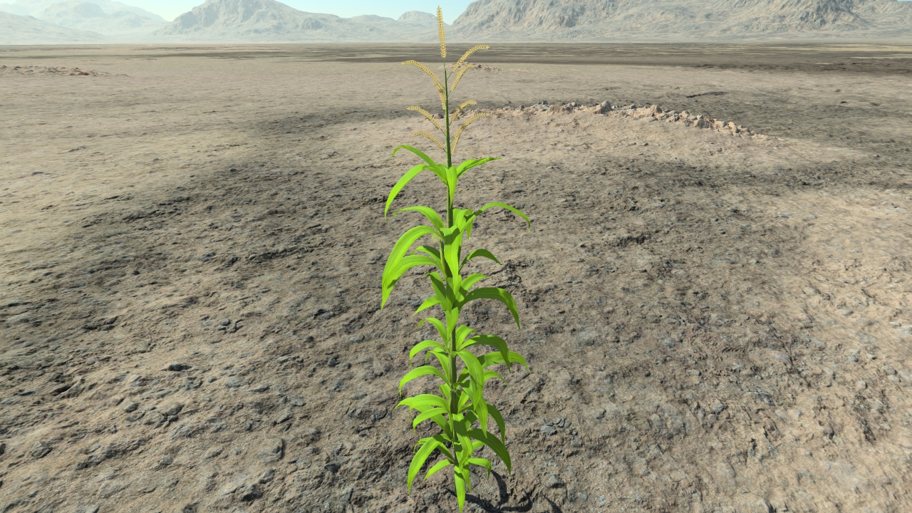 Young maize plants_1