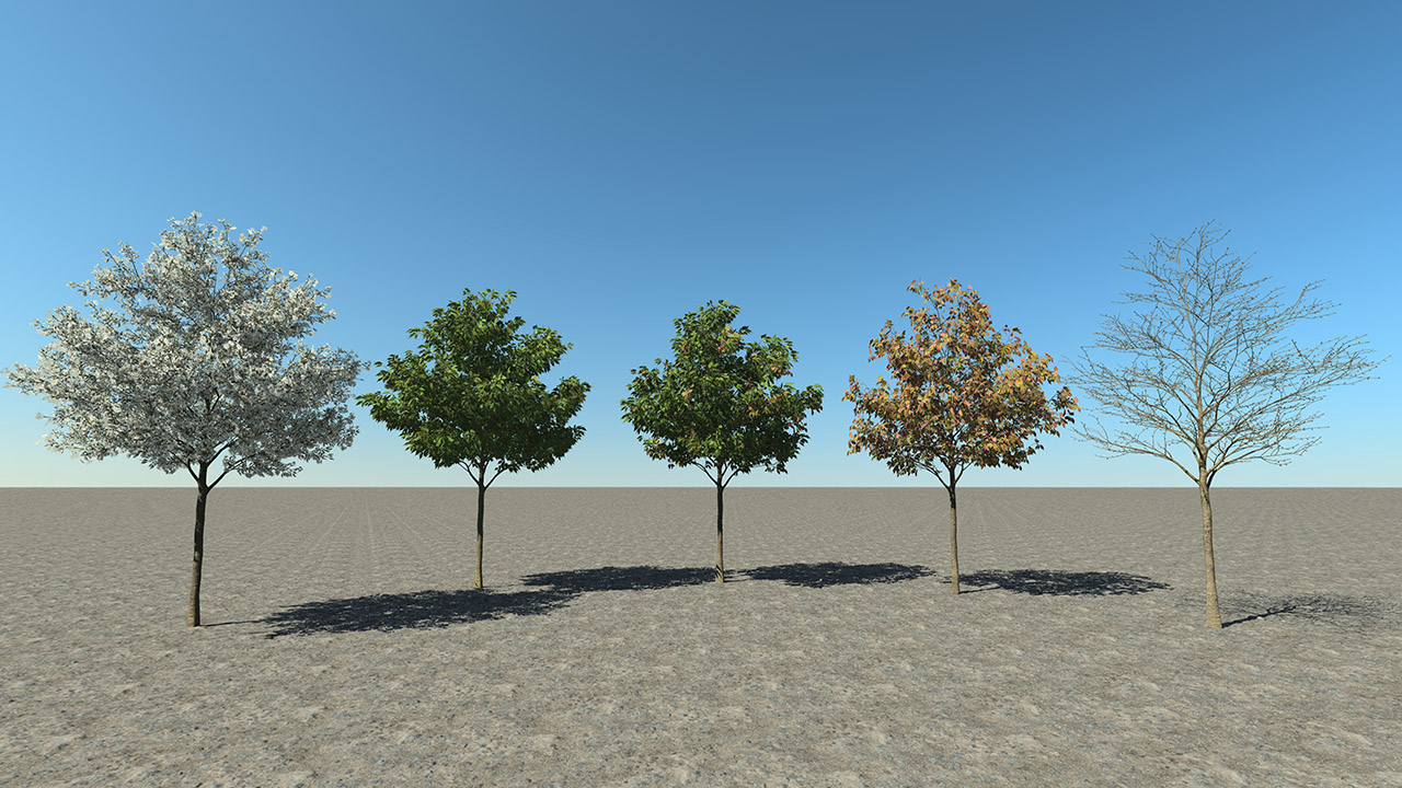 Small Cherry Trees_3