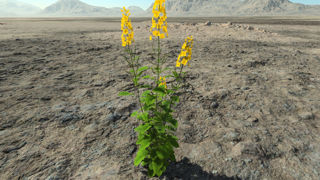 Rapeseed in flowers_0