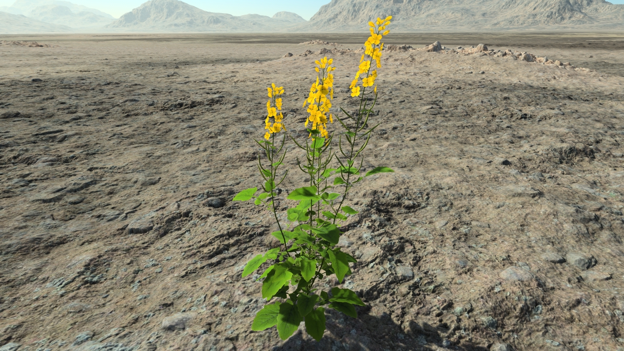 Rapeseed in flowers_3