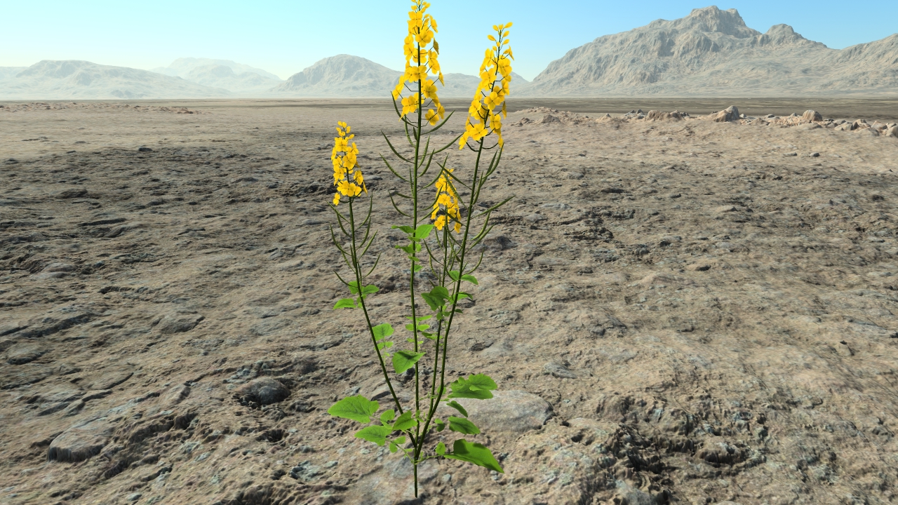 Rapeseed in flowers_5