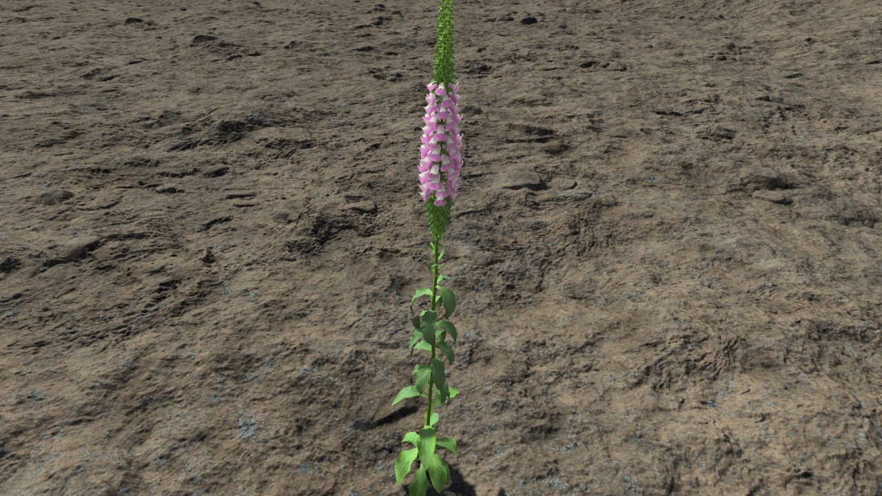 Digitalis purpurea_2