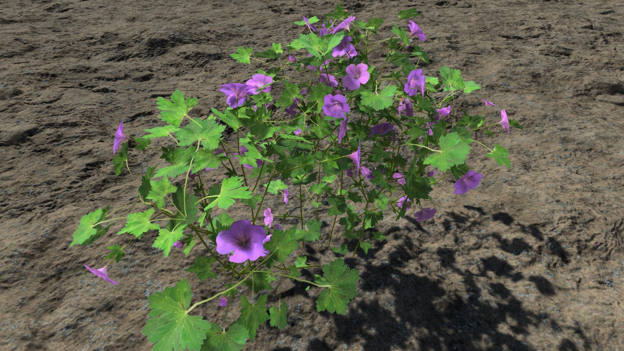 Purple geraniums_0