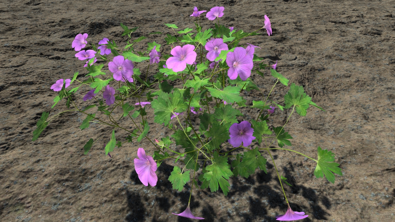 Purple geraniums_1