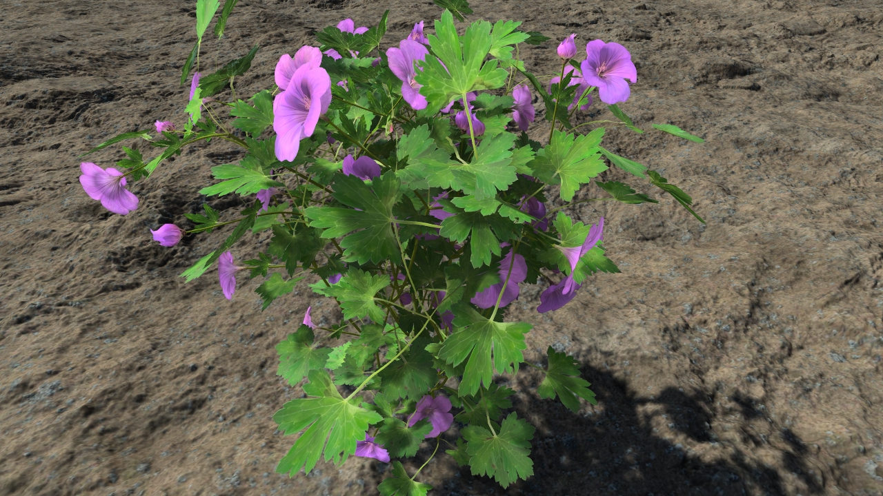 Purple geraniums_2