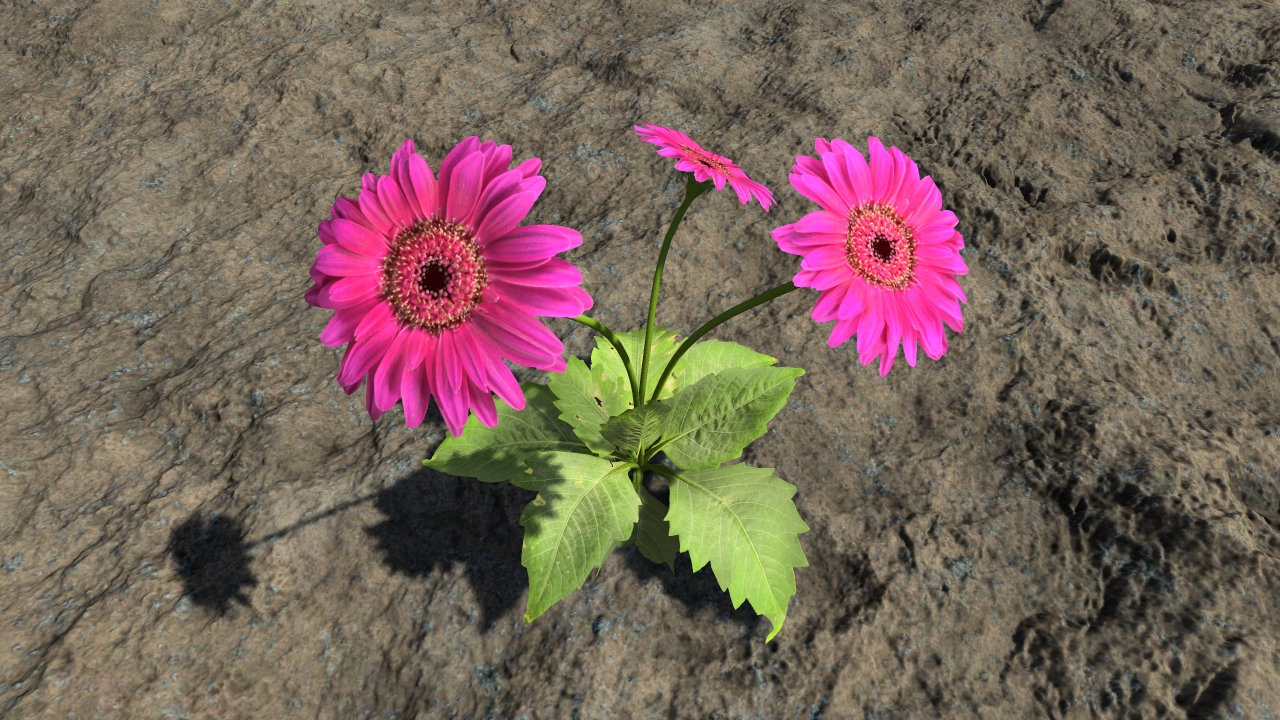 Pink gerberas_0