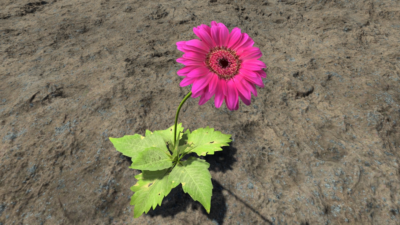 Pink gerberas_2