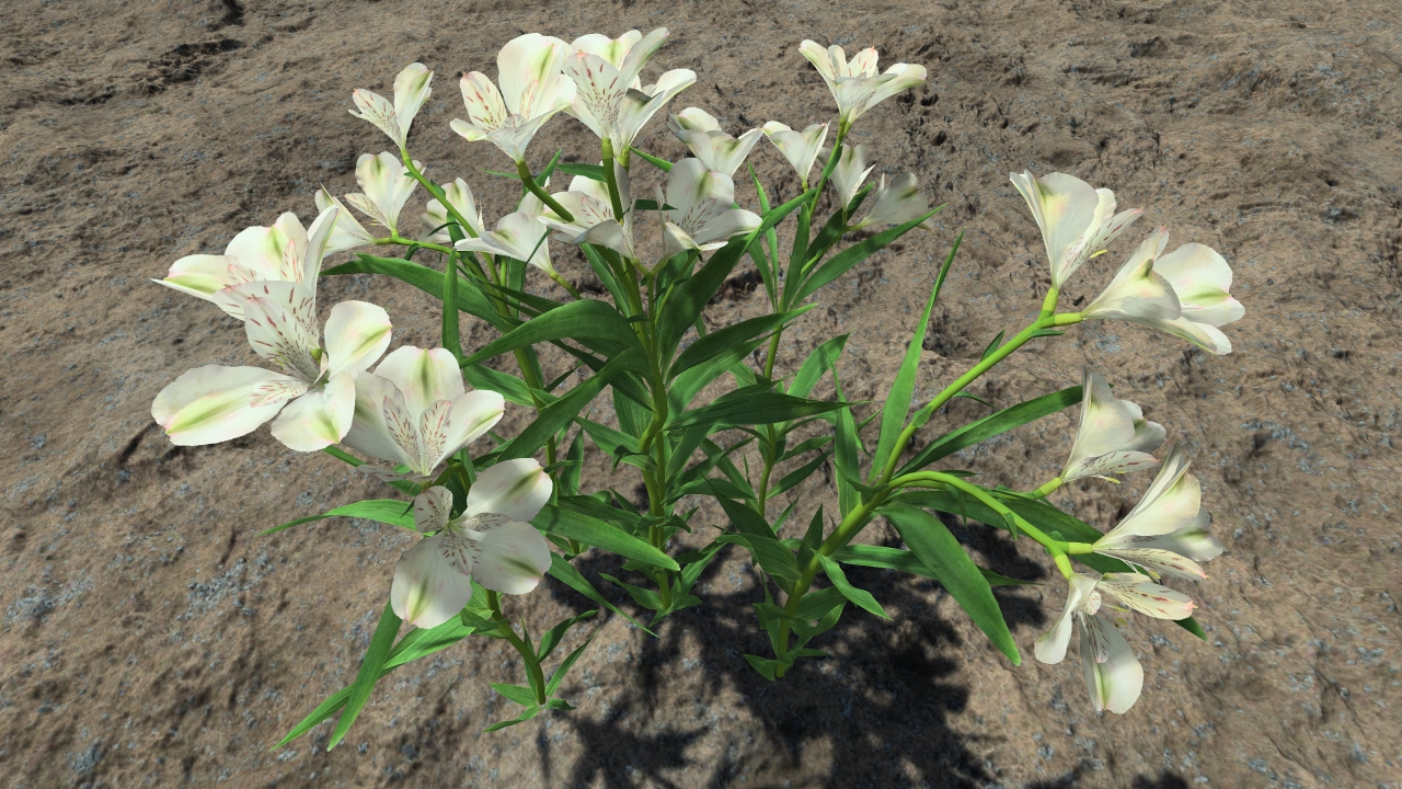 White lilies_0