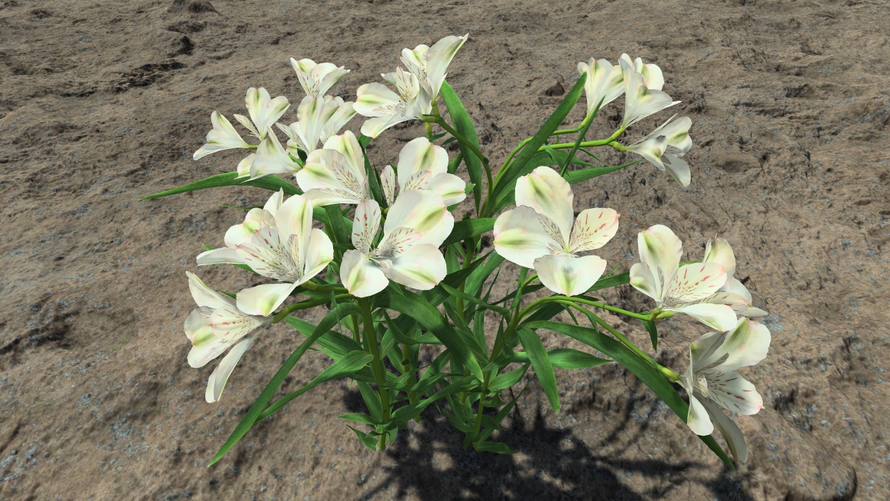 White lilies_1