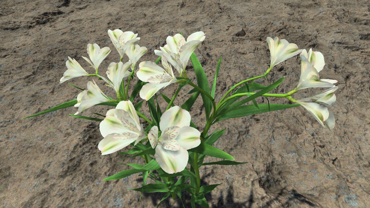 White lilies_2