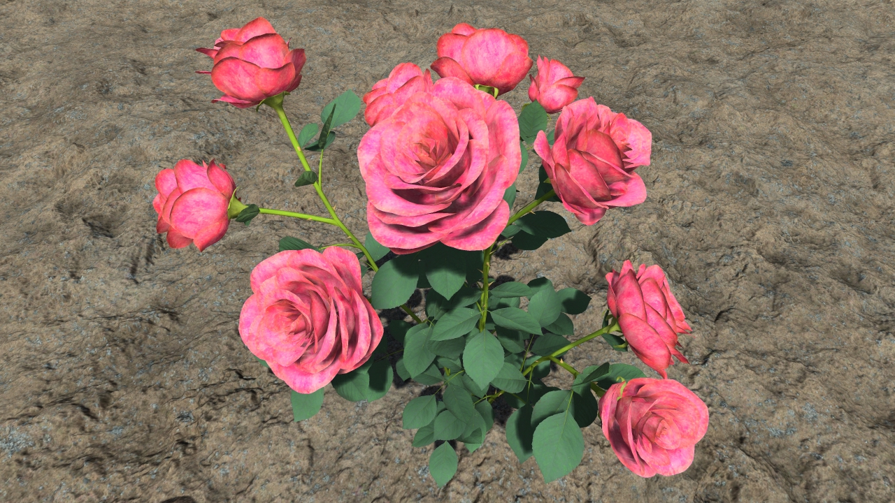 Pink rosebushes_0