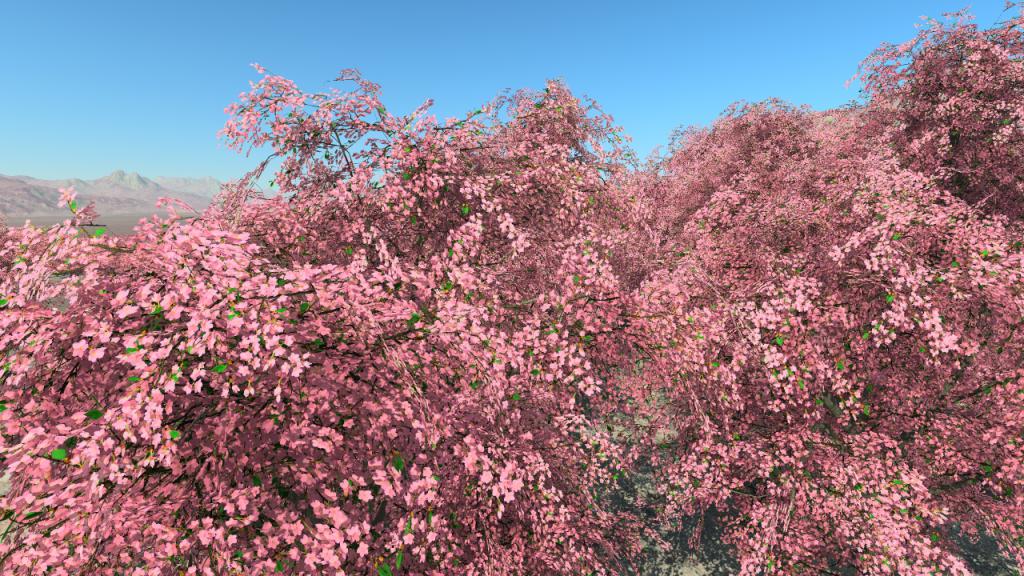 Cherry trees in flowers