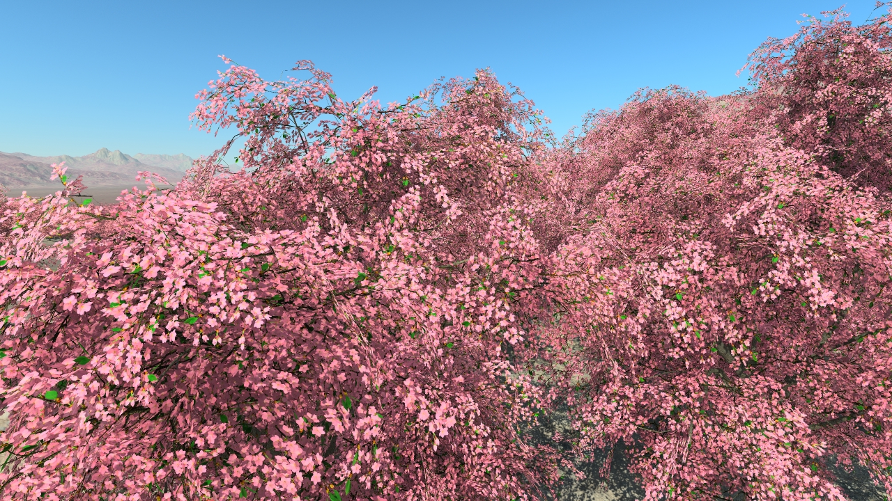 Cherry trees in flowers_0