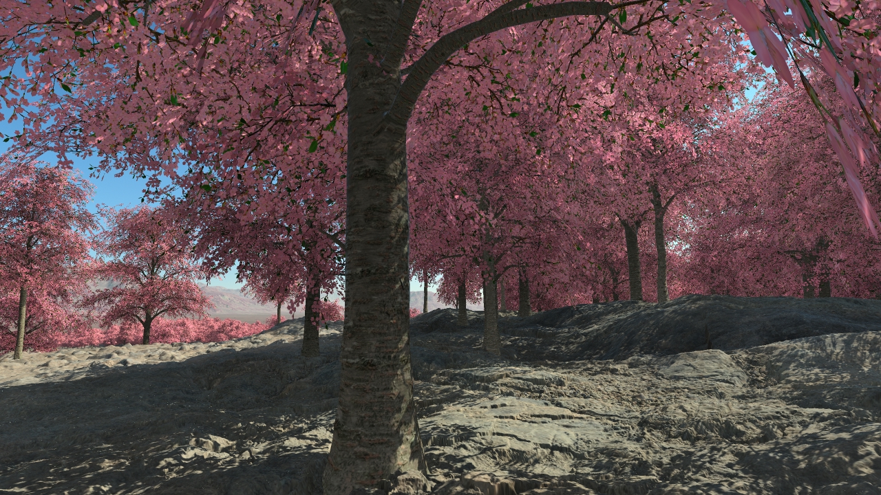 Cherry trees in flowers_1