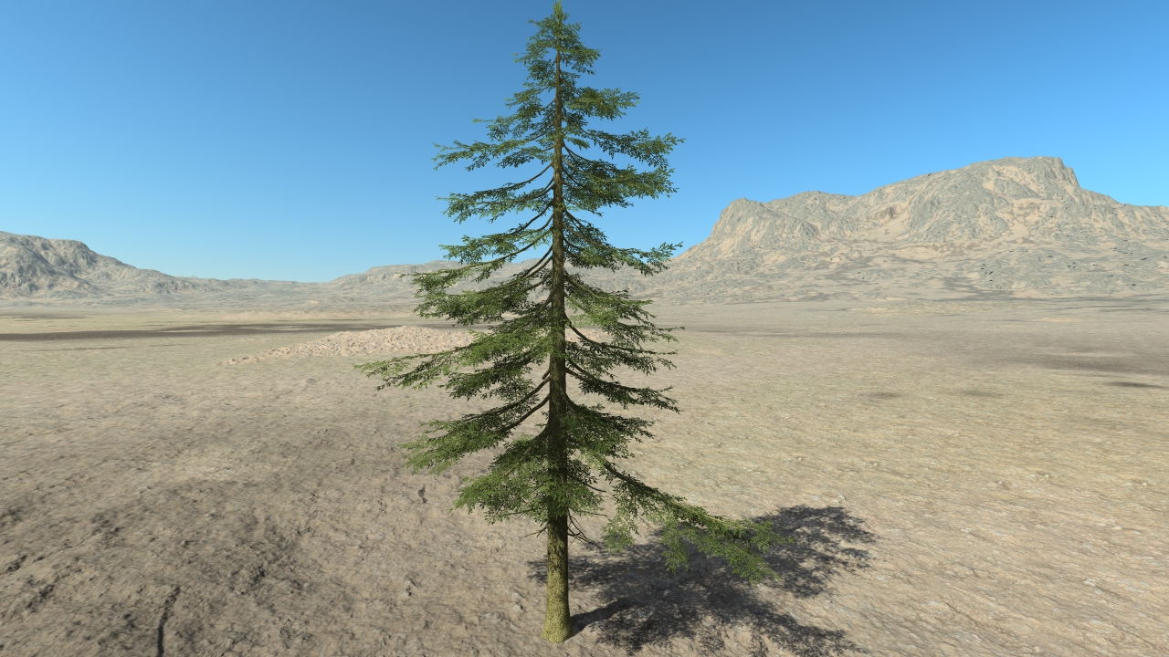 Fir trees_2