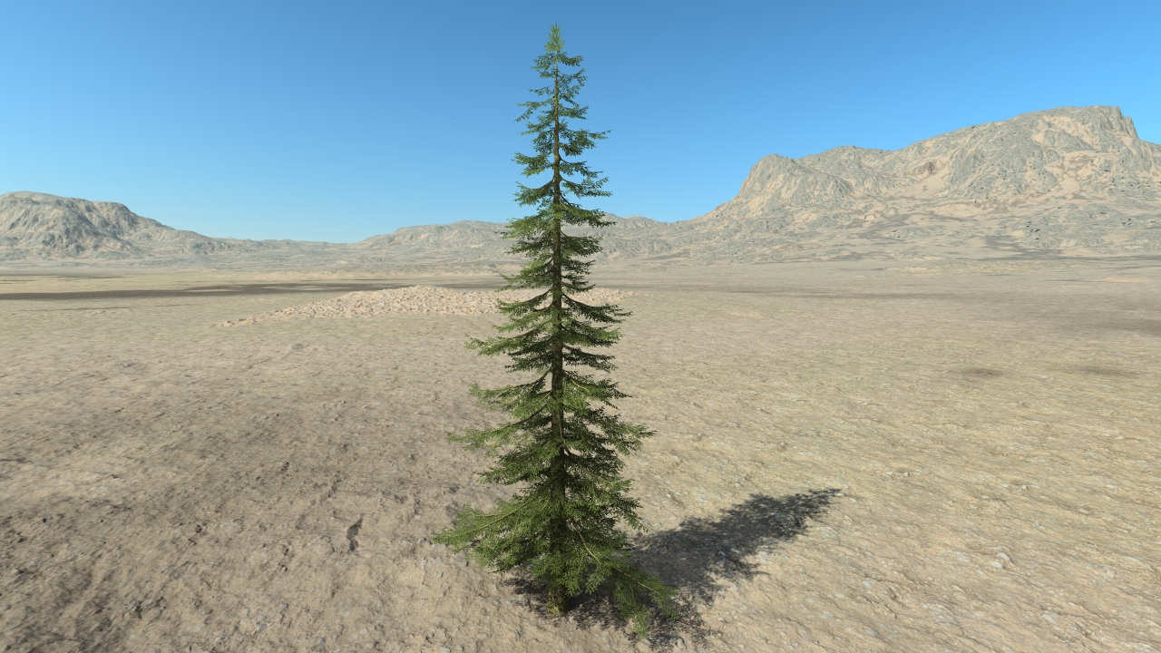 Fir trees_6