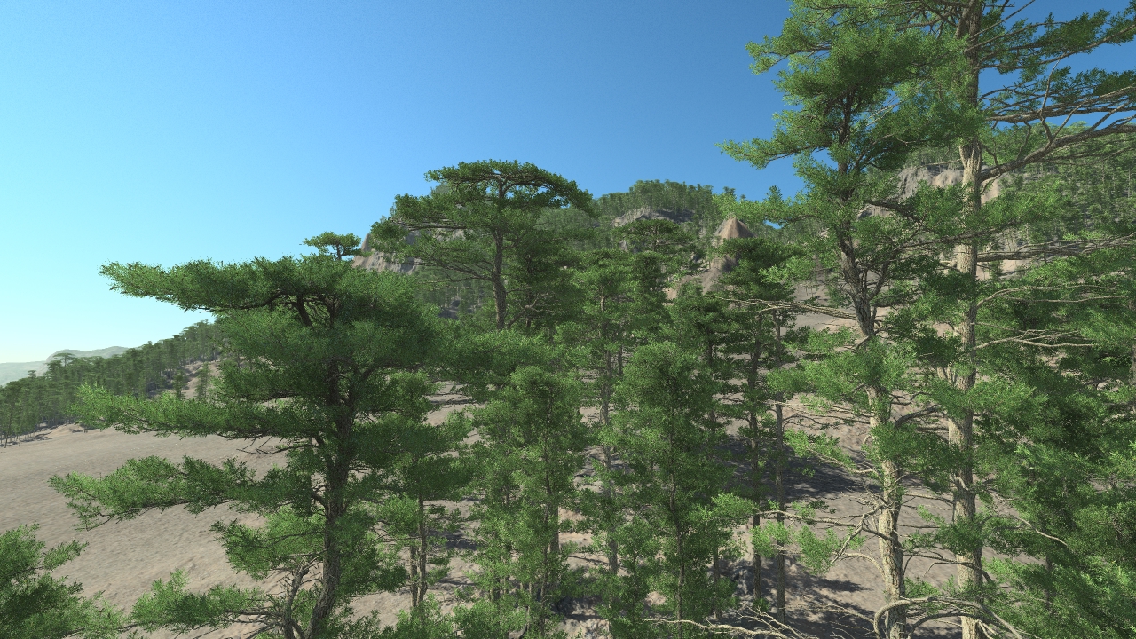 Mediterranean pine trees_0